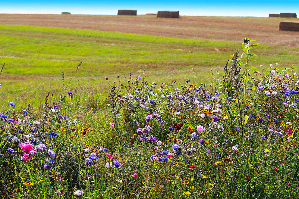 Biodiversität: Standardisierte Schnittstellen ermöglichen eine präzisere Dosierung von Dünger und Pestiziden.