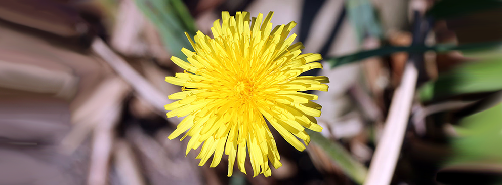 Nahaufnahme einer leuchtend gelben Löwenzahnblüte mit grünen Blättern im Hintergrund.